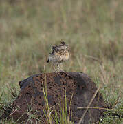 Rufous-naped Lark