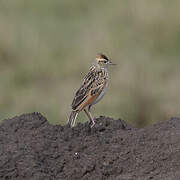 Rufous-naped Lark