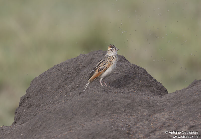 Rufous-naped Larkadult breeding