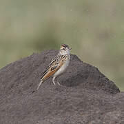 Rufous-naped Lark