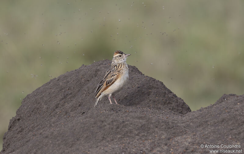 Rufous-naped Larkadult breeding