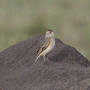 Rufous-naped Lark