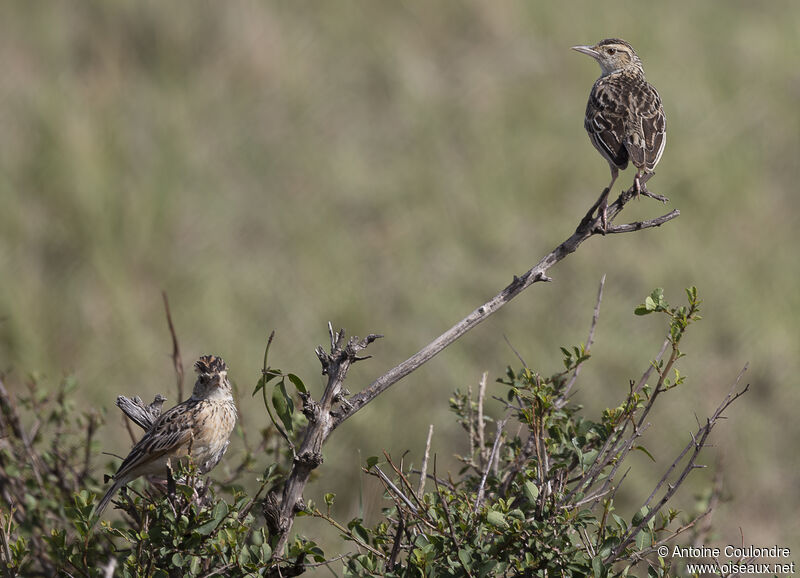 Rufous-naped Larkadult breeding