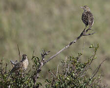 Rufous-naped Lark