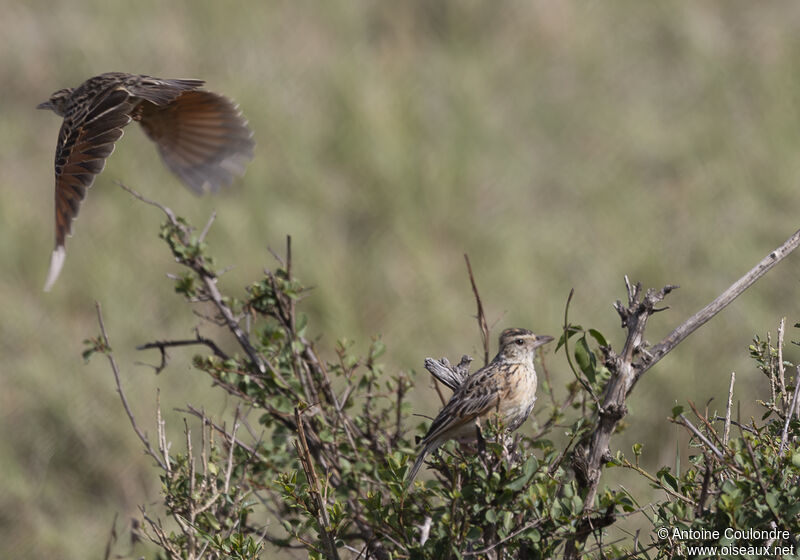 Rufous-naped Larkadult breeding