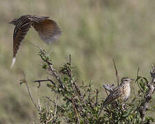 Rufous-naped Lark