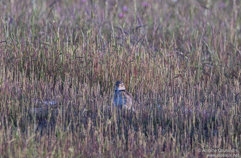 Calandra Larkadult breeding