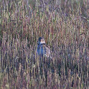 Calandra Lark