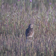 Calandra Lark