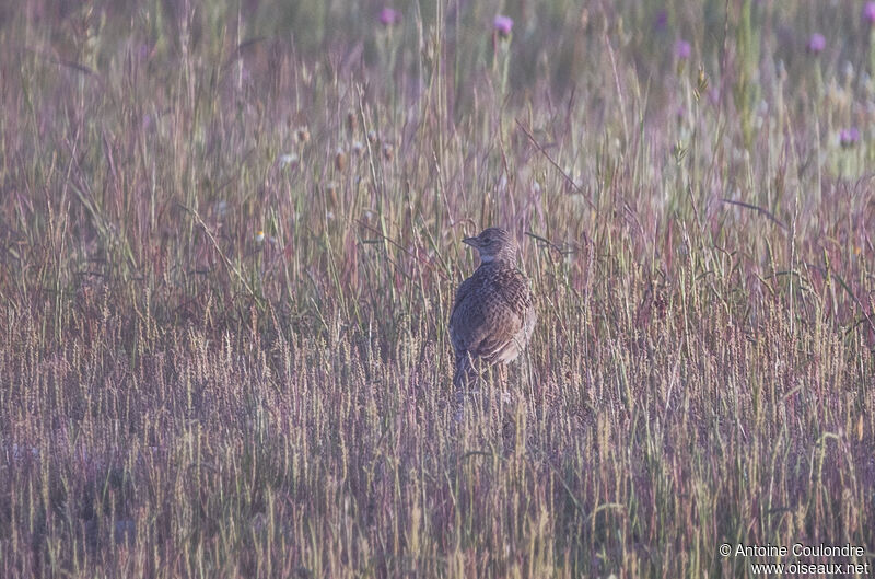 Calandra Larkadult breeding