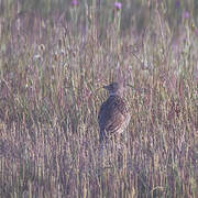 Calandra Lark