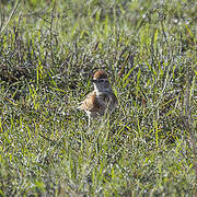 Red-capped Lark