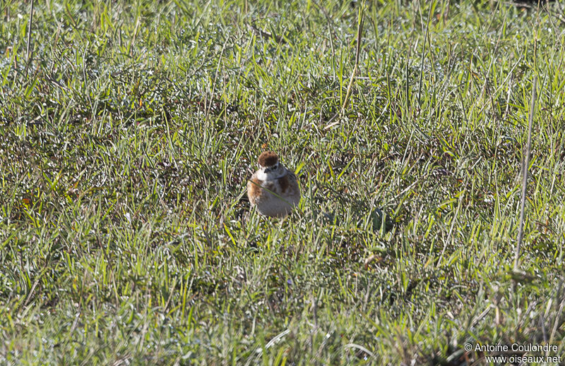 Red-capped Larkadult breeding