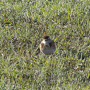 Red-capped Lark