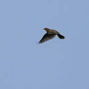 Eurasian Skylark