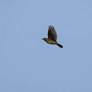 Eurasian Skylark