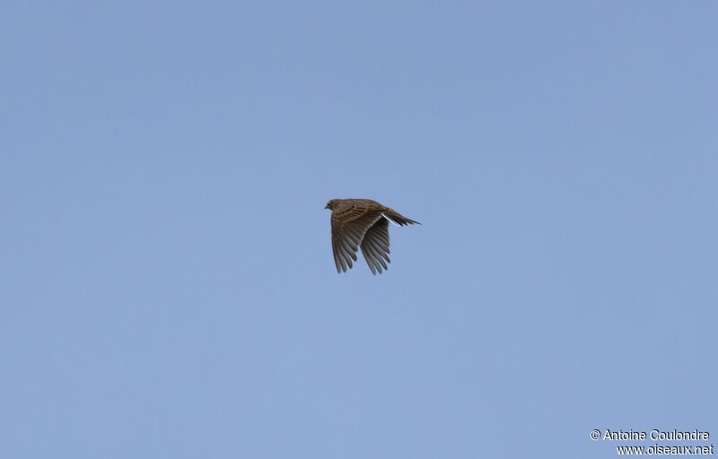 Eurasian Skylarkadult post breeding