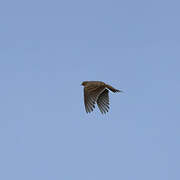 Eurasian Skylark