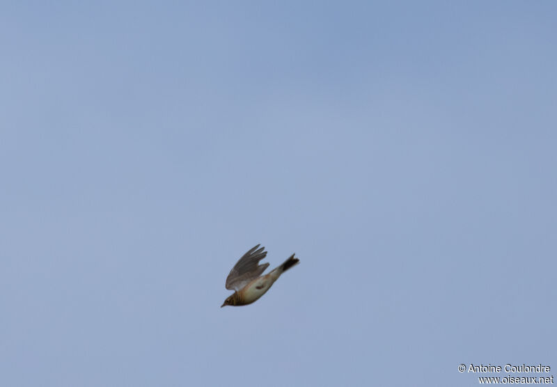 Eurasian Skylarkadult post breeding