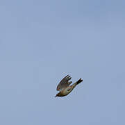 Eurasian Skylark