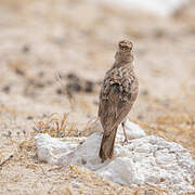 Spike-heeled Lark