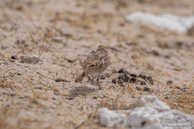 Spike-heeled Larkadult