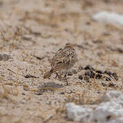 Spike-heeled Lark