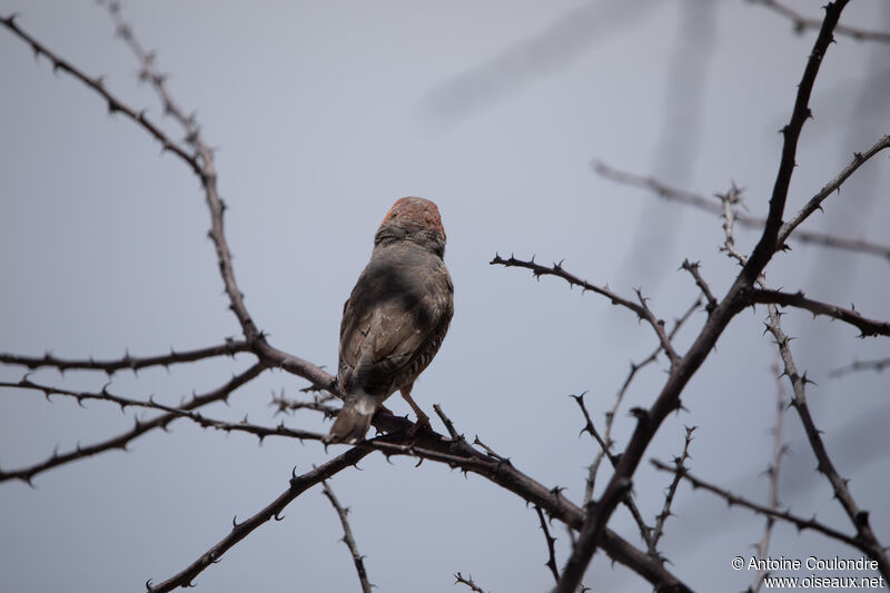 Red-headed Finch male adult post breeding