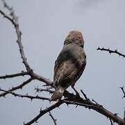 Red-headed Finch