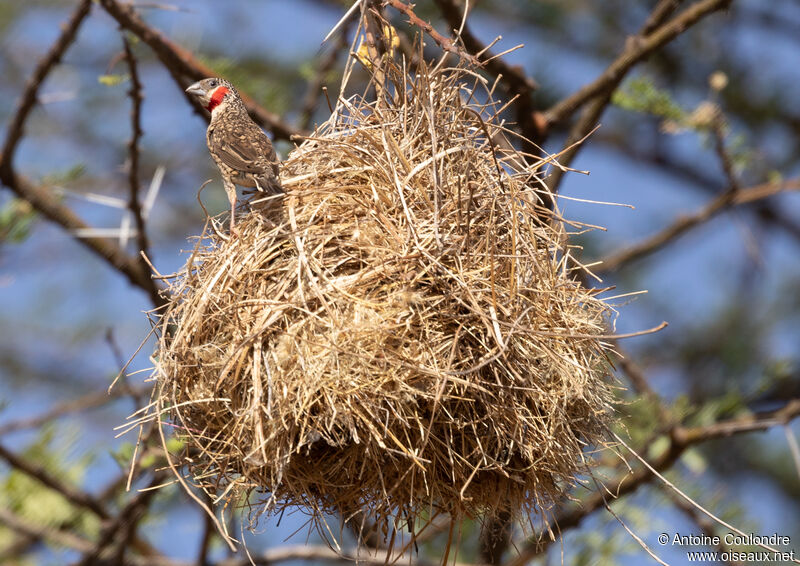 Cut-throat Finch male adult breeding