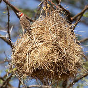 Cut-throat Finch