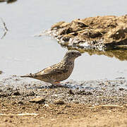 Cut-throat Finch