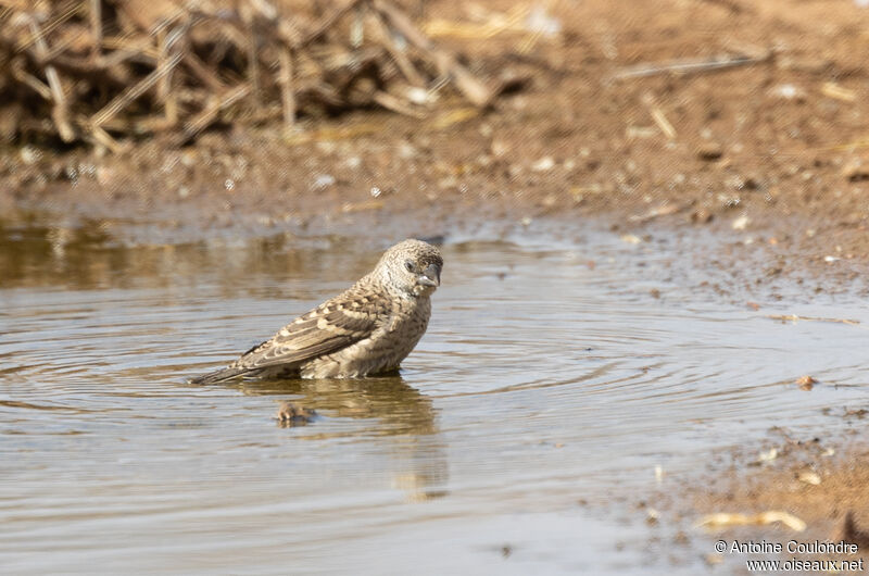 Cut-throat Finch female adult breeding