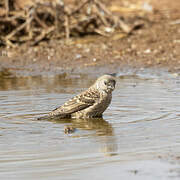 Cut-throat Finch