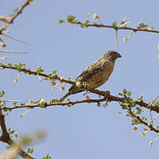 Cut-throat Finch