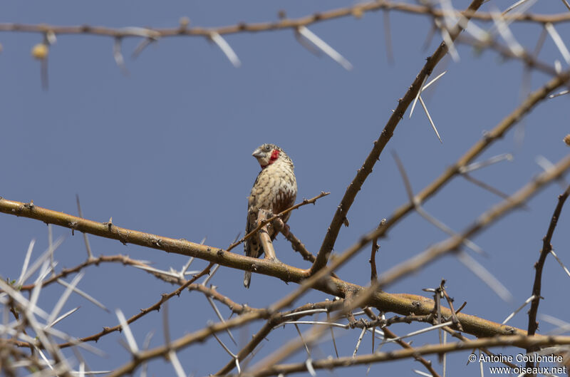 Cut-throat Finch male adult breeding