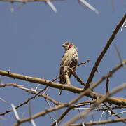 Cut-throat Finch