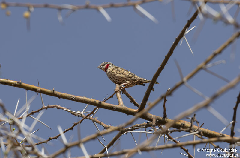 Cut-throat Finch male adult breeding