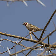 Cut-throat Finch