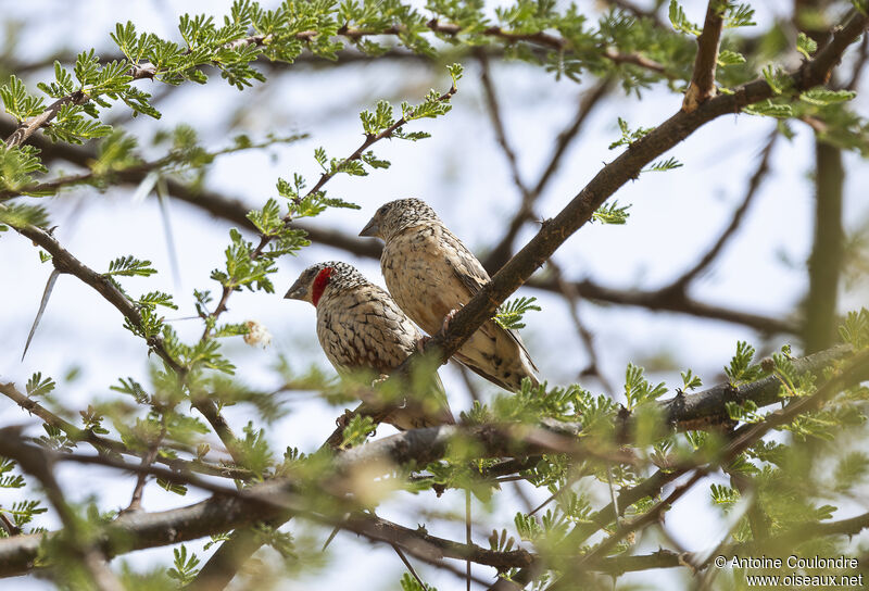 Cut-throat Finchadult breeding