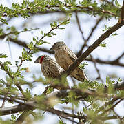 Cut-throat Finch