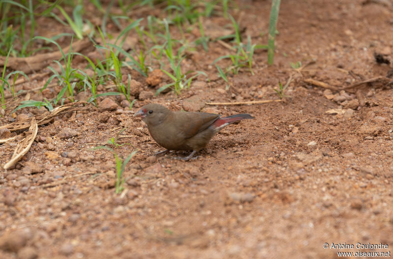 Red-billed Firefinch female adult breeding