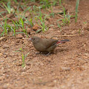 Red-billed Firefinch