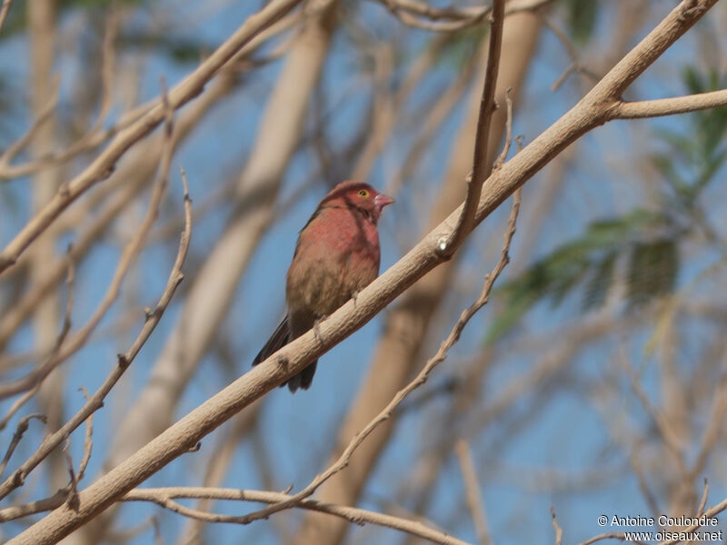 Red-billed Firefinch male adult