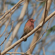 Red-billed Firefinch