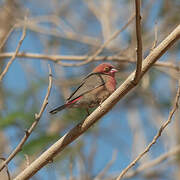 Red-billed Firefinch