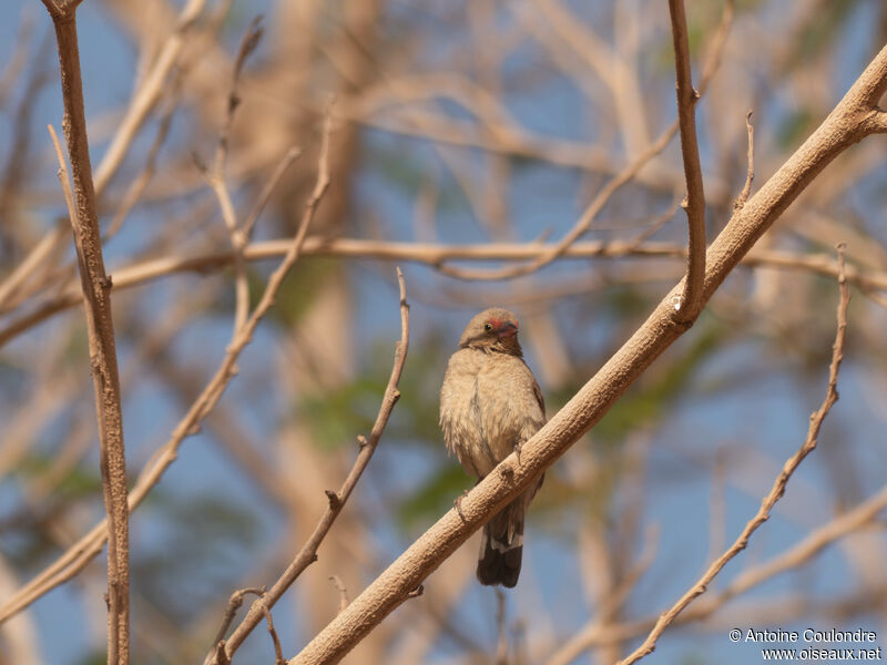 Red-billed Firefinch female adult