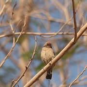 Red-billed Firefinch