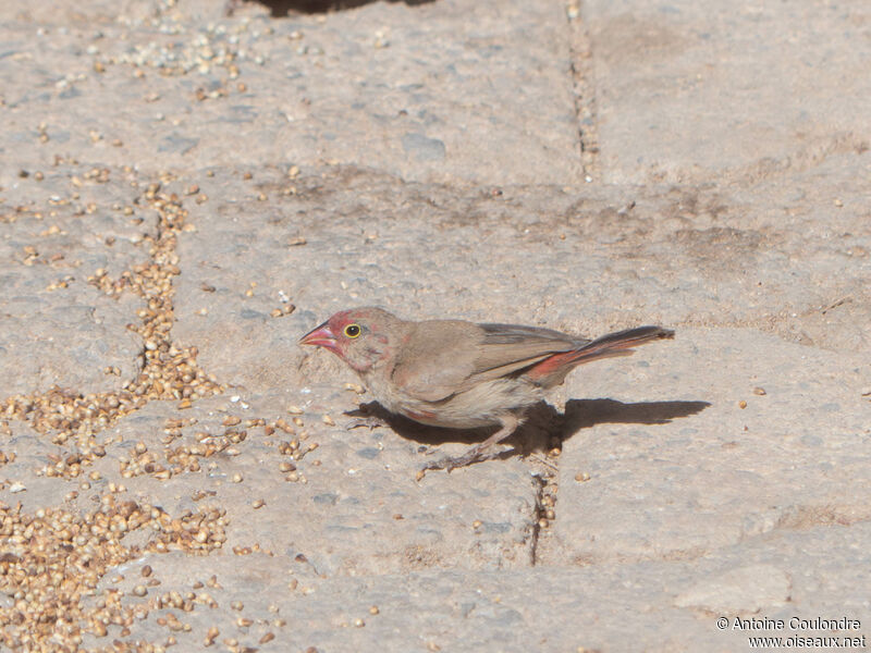 Red-billed Firefinch female adult