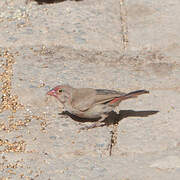 Red-billed Firefinch